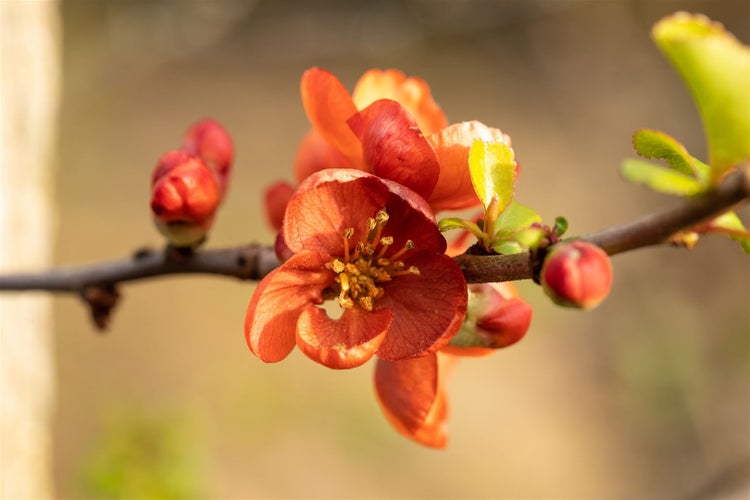 Chaenomeles japonica 'Cido', Zierquitte, gelb, 40–60 cm