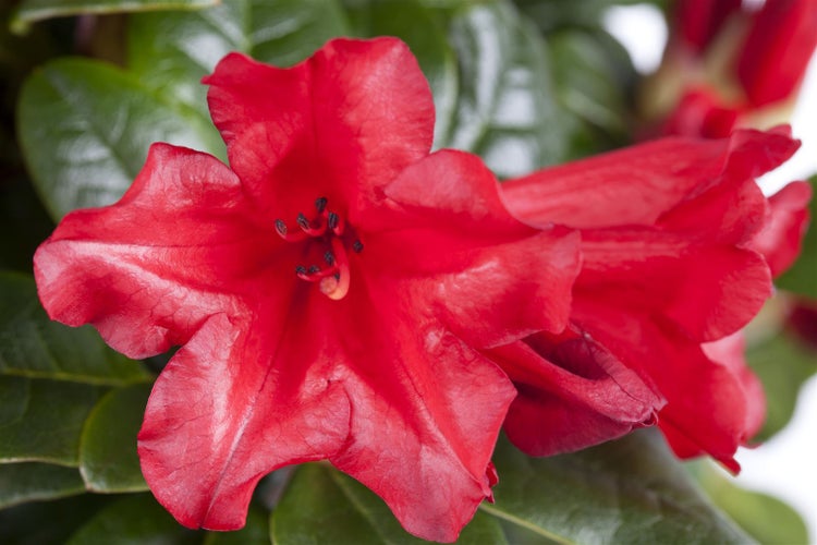 Rhododendron repens 'Scarlet Wonder', leuchtend rot, 40–50 cm