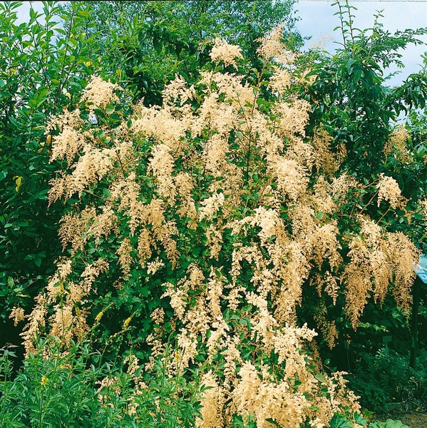 Holodiscus discolor, cremeweiße Blüten, 60–100 cm