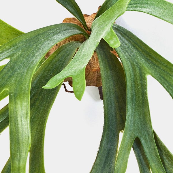 Geweihfarn Platycerium mit grünen geweihartigen Wedeln und braunen Mantelblättern.