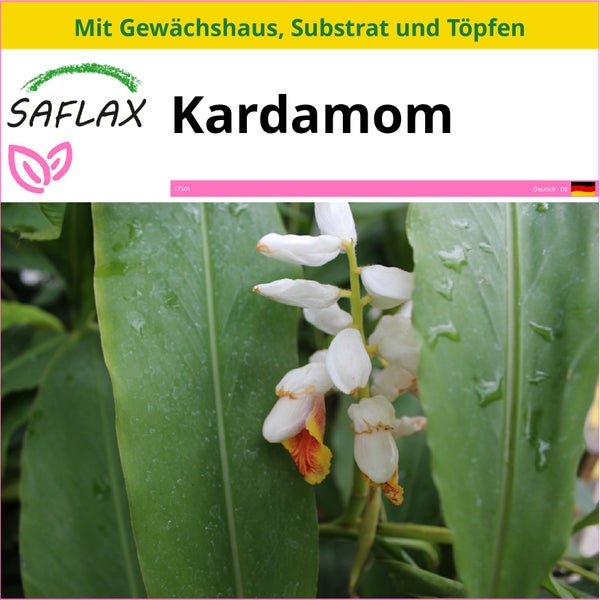 SAFLAX Anzucht Set - Kardamom - Elettaria cardamomum - 20 Samen - Mit Mini-Gewächshaus, Anzuchtsubstrat und 2 Töpfen