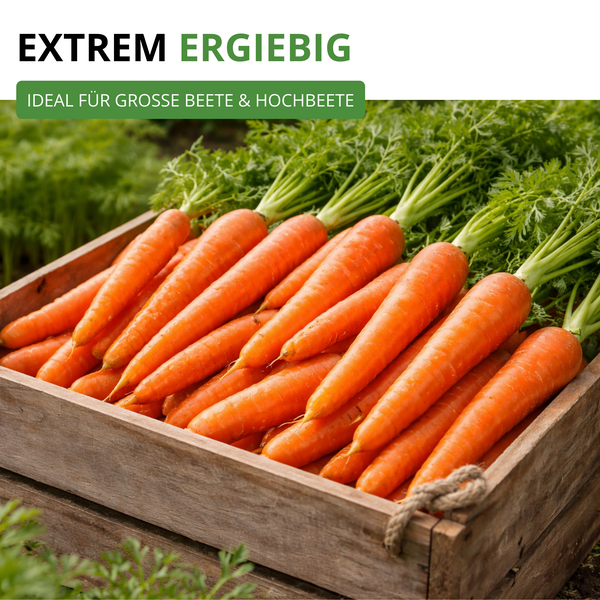 Frisch geerntete Möhren mit Kraut in einer Holzkiste, ertragreich und ideal für große Beete und Hochbeete.
