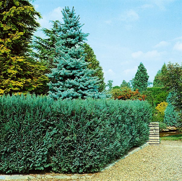 Chamaecyparis lawsoniana 'Alumii', Blaue Scheinzypresse, 80–100 cm