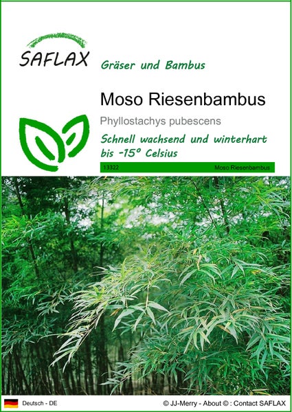 SAFLAX  - Moso Riesenbambus - Phyllostachys pubescens - 20 Samen