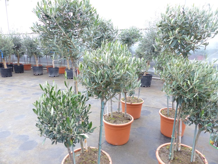 Olivenbaum Pon Pon 150-165-cm Hochstamm, beste Qualität, winterhart
