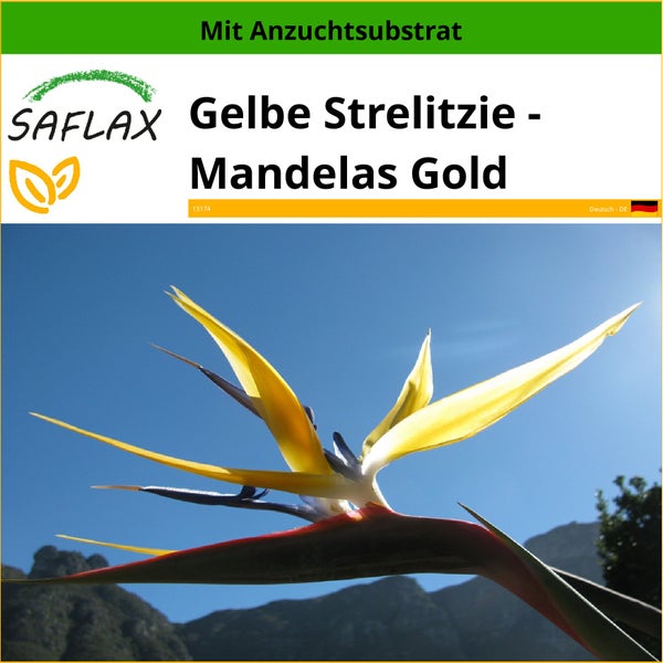 SAFLAX  - Gelbe Strelitzie - Mandelas Gold - Strelitzia reginae Yellow - 4 Samen - Mit keimfreiem Anzuchtsubstrat