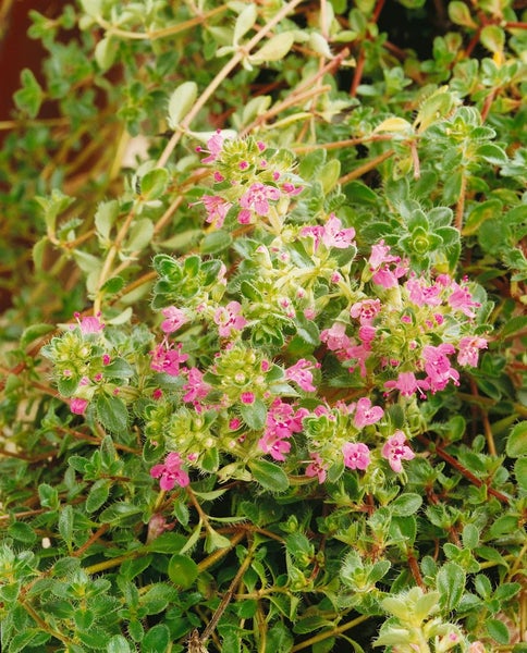 Thymus serpyllum, Sand-Thymian, aromatisch, ca. 9x9 cm Topf