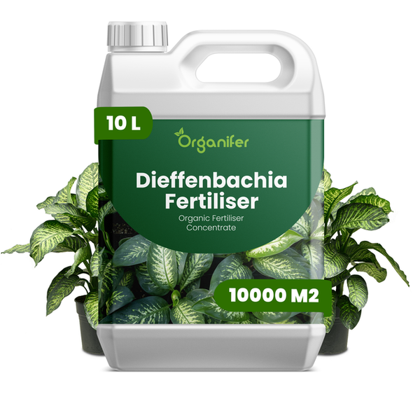 Kanister Organifer Dieffenbachia Dünger, organisches Flüssigdünger-Konzentrat, 10 Liter für 10000 Quadratmeter.