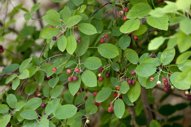 Amelanchier lamarckii, Kupfer-Felsenbirne, weiß, 40–60 cm