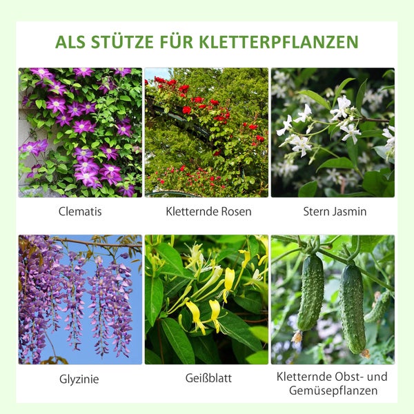 Übersicht verschiedener Kletterpflanzen wie Clematis, Kletterrosen, Sternjasmin, Glyzinie, Geißblatt sowie Obst- und Gemüsepflanzen.