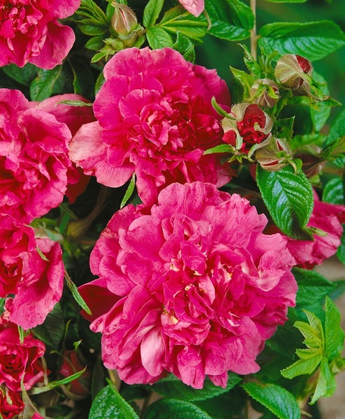 Rosa 'Hansa', Rugosa-Rose, purpurrot, 5-7,5 Liter Container