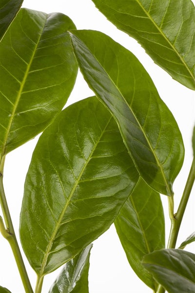 Prunus laurocerasus 'Rotundifolia', Kirschlorbeer, 175–200 cm