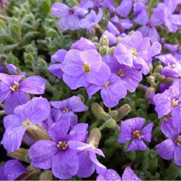 Nahaufnahme von Blaukissenblüten