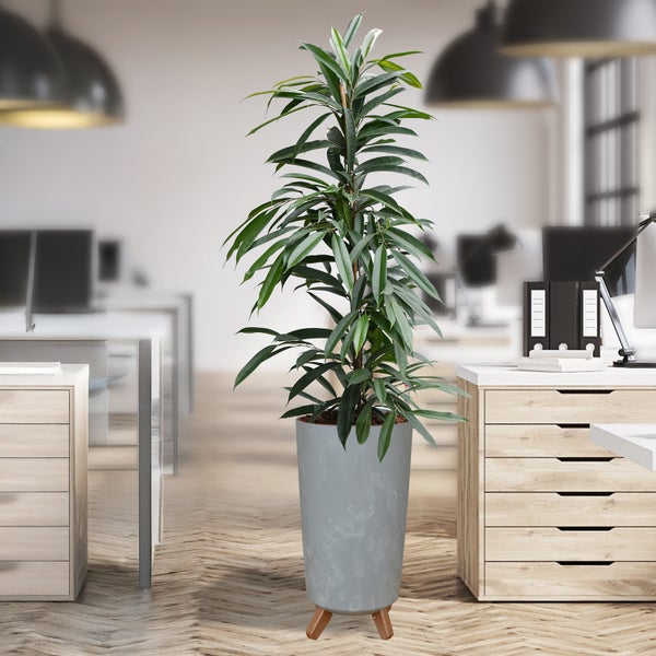 Büro mit einer Zimmerpflanze in einem Topf auf einem Ständer