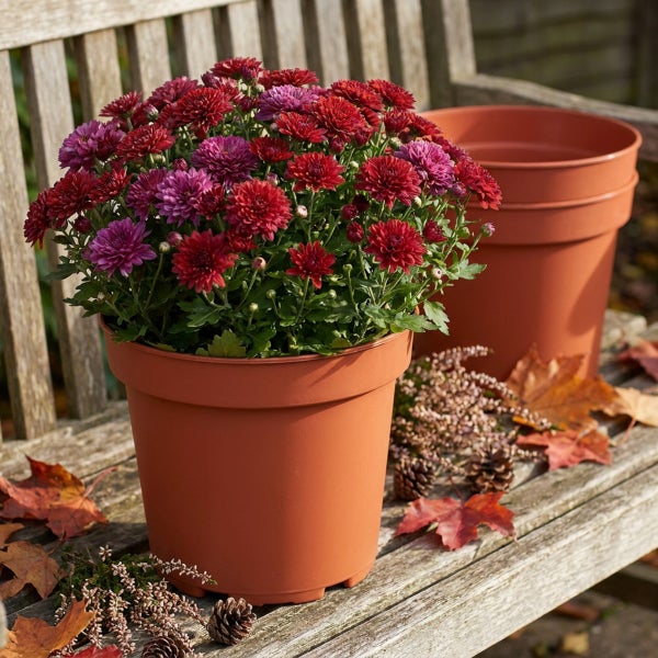 Herbstliche Chrysanthemen in einem Kunststoffpflanztopf auf einer hölzernen Gartenbank mit herbstlicher Dekoration.