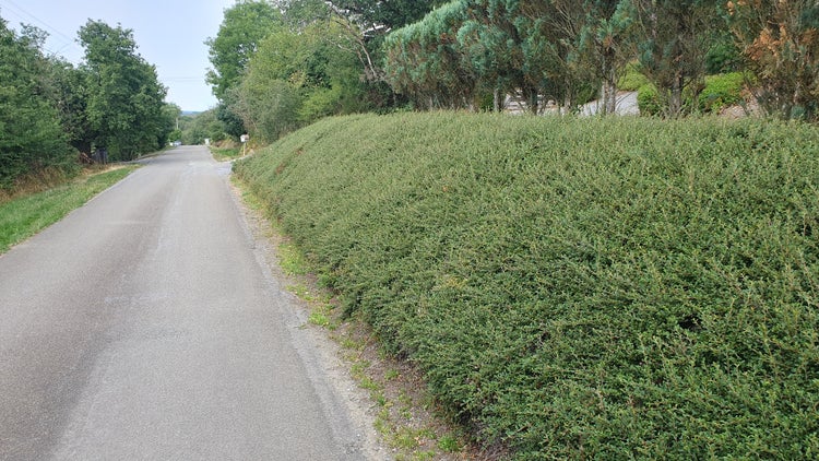 Dichte Böschungsbepflanzung mit grünen Bodendeckern an einer asphaltierten Straße.