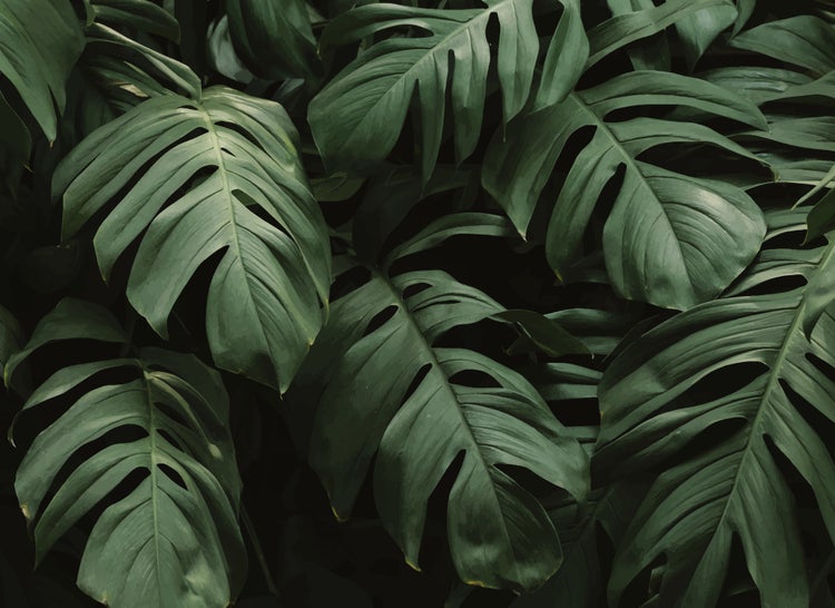 Nahaufnahme der Blätter eines Fensterblatts Monstera deliciosa