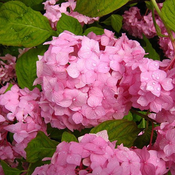 Nahaufnahme einer pinkfarbenen Hortensienblüte mit grünen Blättern