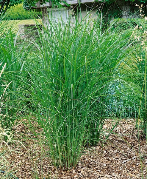 Miscanthus sinensis 'Malepartus', Chinaschilf, ca. 9x9 cm Topf