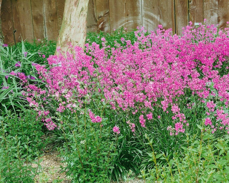 Nahaufnahme einer rosafarbenen Leimkraut-Blume