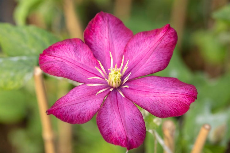 Clematis Hybride 'Rouge Cardinal', Waldrebe, rot, 40–60 cm