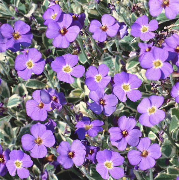Aubrieta x cult. 'Dr Mules Variegated', Blaukissen, ca. 9x9 cm Topf