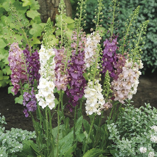 Gruppe von Garten-Königskerzen mit bunten Blüten