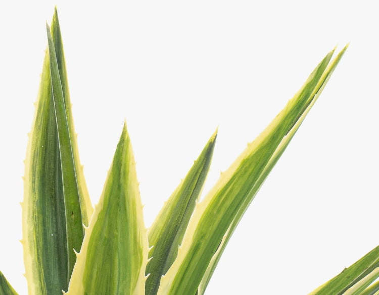 Künstliche Agave mit grün-gelb panaschierten Blättern in einem schwarzen Topf.