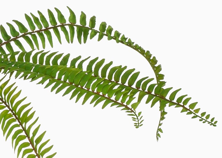 Grüne Farnwedel mit kleinen Blättchen.