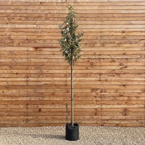 Ein hochstämmiger Baum in einem Pflanzsack vor einer Holzwand.