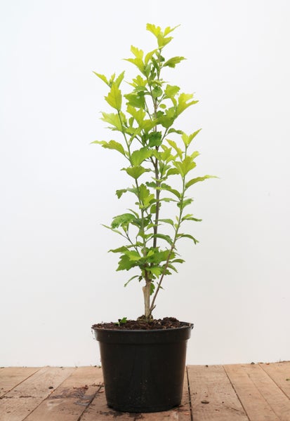 Hibiscus syriacus 'Marina', Gartenhibiskus, blau, 40–60 cm