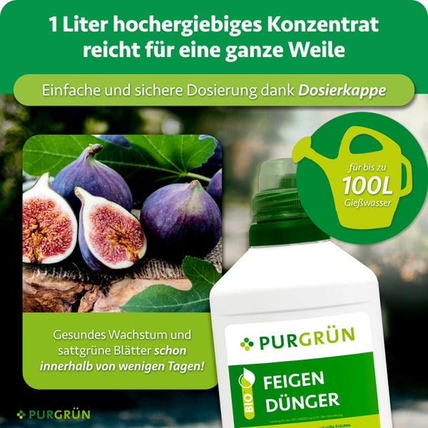 Purgrün Feigendünger Konzentrat 1 Liter Flasche mit Dosierkappe für bis zu 100 Liter Gießwasser für kräftiges Pflanzenwachstum.