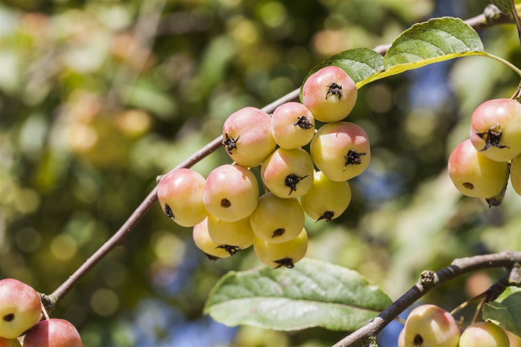 Malus 'Red Sentinel', Zierapfel, rote Früchte, 60–100 cm