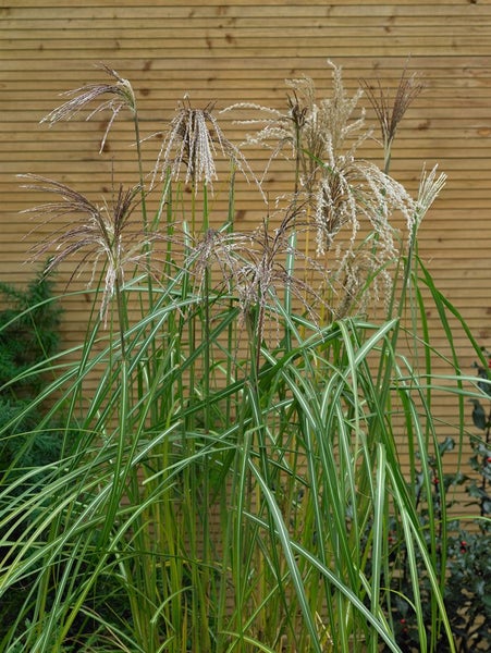 Miscanthus sinensis 'Malepartus', Chinaschilf, rotbraune Blüten, 3-5 L Topf
