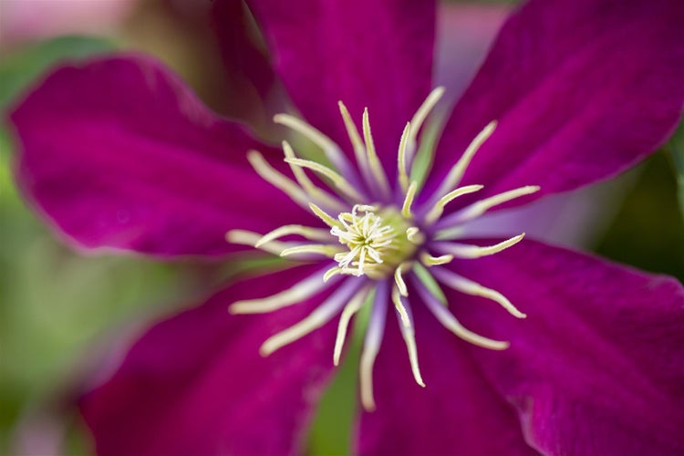 Clematis Hybride 'Niobe', Waldrebe, dunkelrot, 60–100 cm