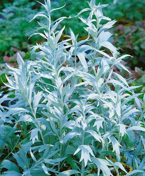 Artemisia ludoviciana 'Valerie Finnis', Silberblatt, ca. 9x9 cm Topf