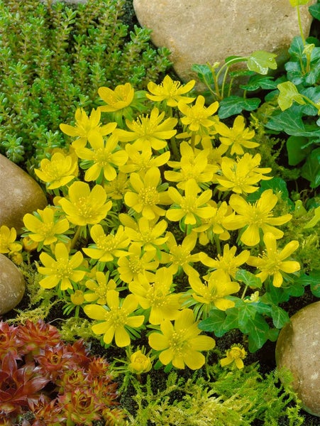 Gruppe Winterlinge zwischen Steinen und Moos