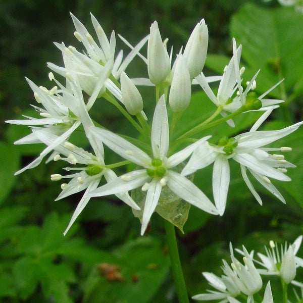 Blütenstand des Bärlauchs mit weißen Blüten