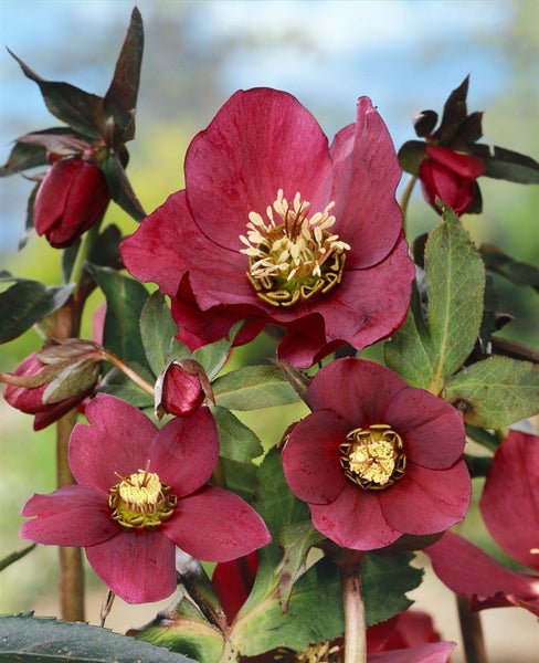 Helleborus x orientalis, rot, ca. 9x9 cm Topf