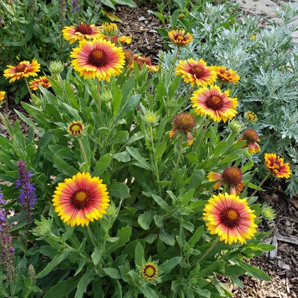 Kokardenblume mit gelb-roten Blüten im Gartenbeet mit grünem Laub auf Mulch.