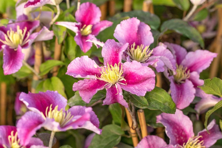 Clematis Hybride 'Piilu', Waldrebe, zweifarbig rosa, 100–150 cm