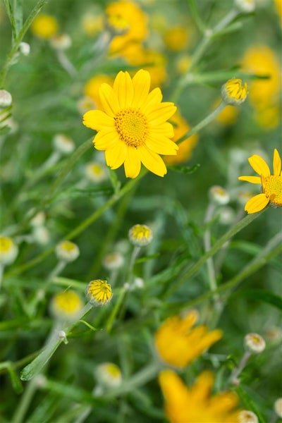 Nahaufnahme von gelben Margeritenblüten im Gartenbeet.