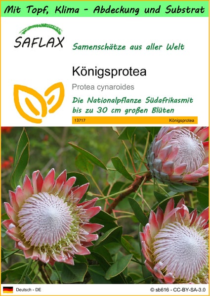 SAFLAX Garden to go - Königsprotea - Protea cynaroides - 5 Samen - Mit Topf, Klima - Deckel und Anzuchtsubstrat