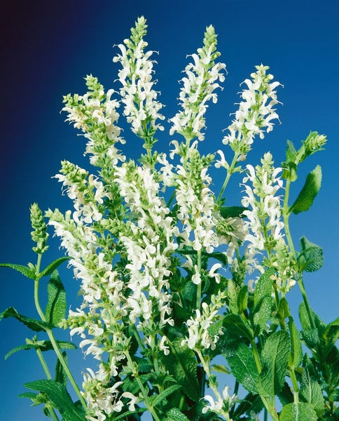 Salvia nemorosa 'Adrian', Steppensalbei, violett, ca. 9x9 cm Topf