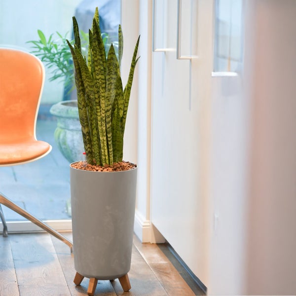 Zimmerpflanze in einem schlanken, zylindrischen Pflanzgefäß mit Holzfüßen