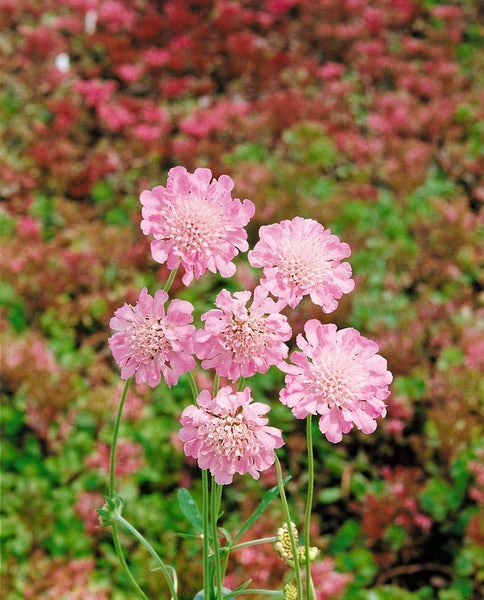 Scabiosa columbaria 'Pink Mist', Taubenskabiose, rosa, ca. 11x11 cm Topf