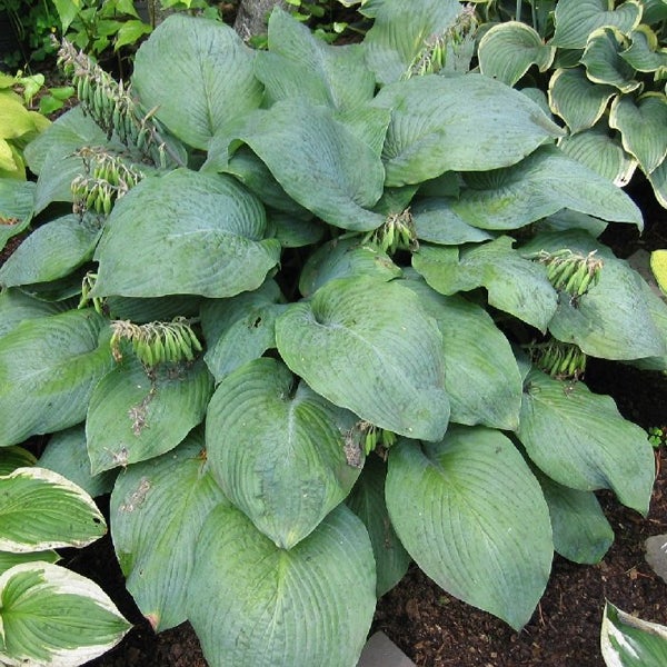 Funkie Pflanze mit großen Blättern im Garten.