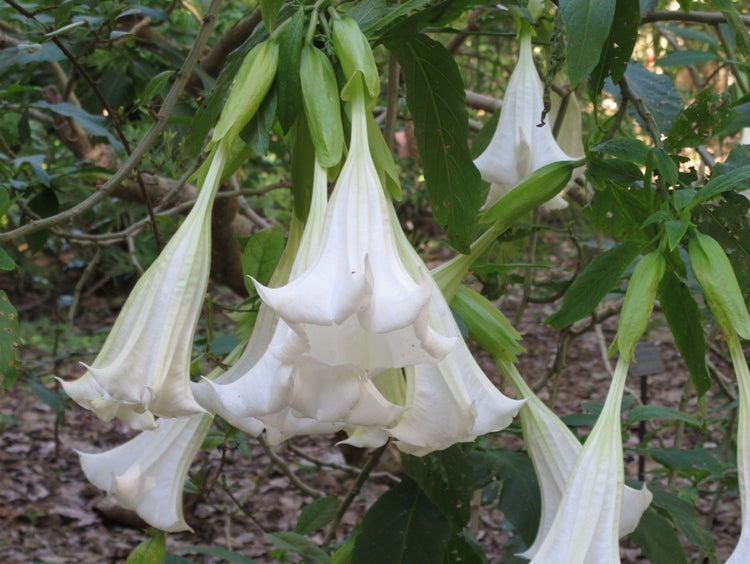 SAFLAX Garden to go - Engelstrompete / Weiß - Brugmansia suaveolens - 10 Samen - Mit Topf, Klima - Deckel und Anzuchtsubstrat