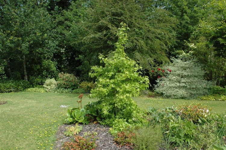 Landschaftsgarten mit Spitzahorn