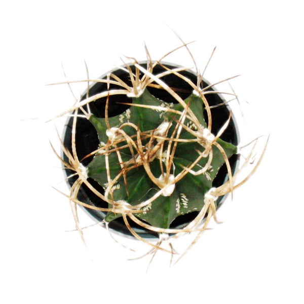 Kaktus in einem Topf mit langen Stacheln
